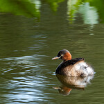 とんかつ 久 - １羽だけいたカイツブリ