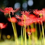 とんかつ 久 - 彼岸花が咲いていました＠逆井城跡公園