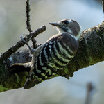 とんかつ 久 - 身近なキツツキ　コゲラ。じっとしていると幹に同化してどこにいるのかわからなくなります