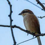 とんかつ 久 - 温かモフモフそうなモズ。目尻の黒のラインが強面感を強調しています