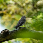 とんかつ 久 - 東南アジアへ渡り途中のエゾビタキ春と秋に日本を渡っていく旅鳥