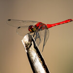 とんかつ 久 - 赤とんぼっていろいろな種類があるらしく調べたところナツアカネと思われます