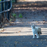 とんかつ 久 - ニャンちゃんに遭遇