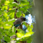 とんかつ 久 - 羽色が美しいカケス。カラスの仲間でジェーと鳴きます。警戒心が高くなかなかお目にかかれない鳥