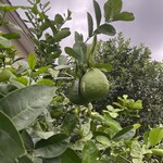 私房菜 きた川 - 