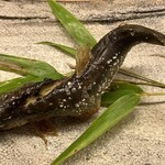 御料理 めなみ - 子持ちあゆちゃん