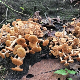 天然の山の幸を味わい尽くす。素材を活かした逸品に舌鼓