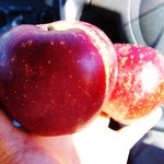 樹の下 - りんごも買えるよ（１３年１０月）