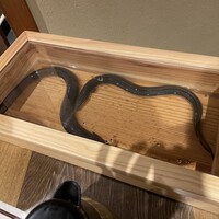 にょろ助 銀座 - 