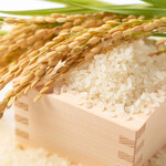koshihikari rice