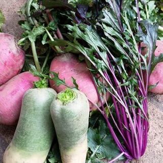 旬の野菜