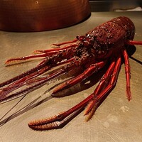 国産伊勢海老１尾