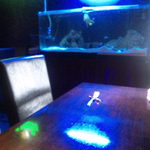 クイーンエンジェル - 黄色い熱帯魚がクイーンエンジェルちゃん