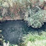 池内うどん店 - 