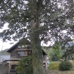 Daimin - 大きな榎の木があります