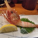 郷土料理 こふじ - 首の疲れそうなぼたん海老のお刺身1430円から