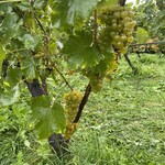 NIKI Hills ワイナリー  - 