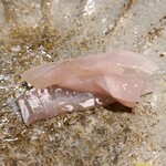 馳走 啐啄一十  - ⑦白甘鯛、ずり《腹鰭付近》(静岡県駿河湾産、サスエ前田魚店、5日寝かせ)