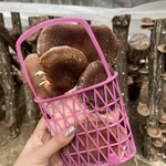 しい茸園 有馬富士 - 