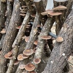 しい茸園 有馬富士 - 