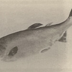 一期一会 よねさん - 