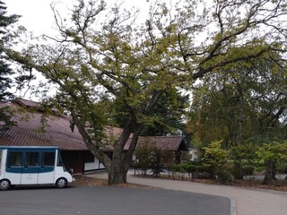 中国料理 桃李 - 