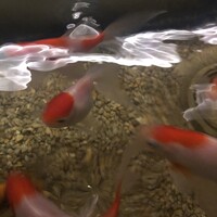 蓮 三四七 - 