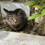 タコライスカフェ　きじむなぁ 瀬長島　ウミカジテラス店 - 