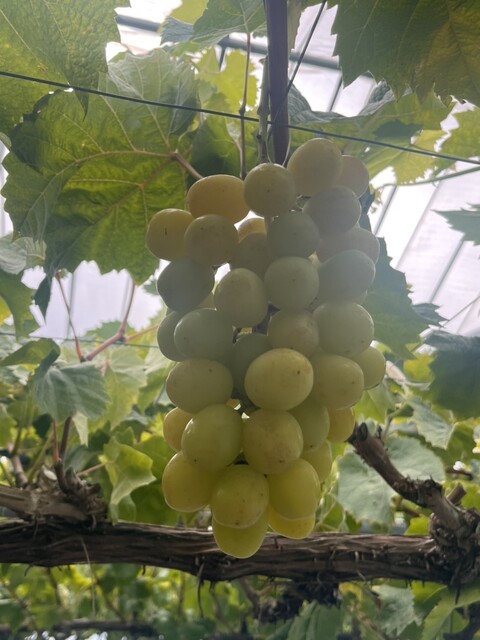 田所食品株式会社 - 山下（その他）の写真