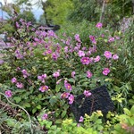 蒜山ハーブガーデン ハービル - 