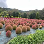 蒜山ハーブガーデン ハービル - コキア