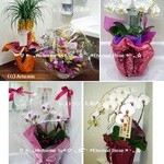 レストランたぬき - 