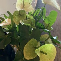 サンシャイン クルーズ・クルーズ - 