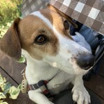 カフェアーボ - うちの愛犬アヤメ