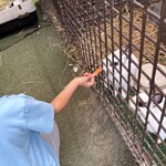 キウイフルーツカントリーJAPAN - 