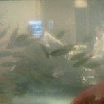 牧野 - (2013/10)生簀。一番大きい魚はクエです。