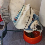 ラ ターブル ドゥ ジョエル・ロブション - 