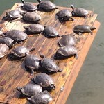 社 - スッポン２匹わかるかな？