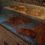 さこん - 生簀からご提供致します。