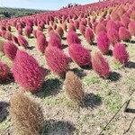 Fukutai Shuka - ひたち海浜公園のコキア