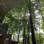 LIAEU - Dappled Sunlight