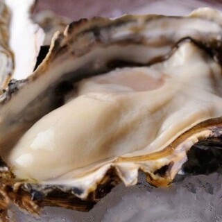 [Updated April 15th] Information on fresh Oyster arriving directly from the farm. Currently, off the coast of Harima, Hyogo Prefecture.