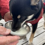 こいぬのワルツ あづみの - 