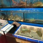 大海邊美食 -  
      お店の入口には漁港で獲れた魚が生簀に泳いでました。