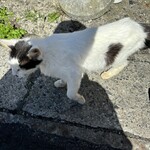 あけみちゃん号 - 