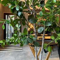 Jose Luis Karuizawa - 