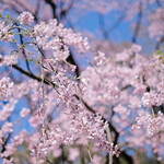 Rikugien Sakura Chaya - 快晴で満開の美しいしだれ桜