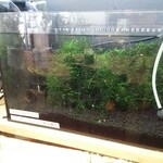 喫茶 めだかの楽校 - 