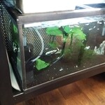 喫茶 めだかの楽校 - 