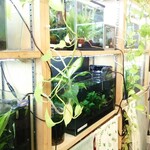 喫茶 めだかの楽校 - 